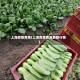 上海疫情青菜(上海青菜费用最新行情)