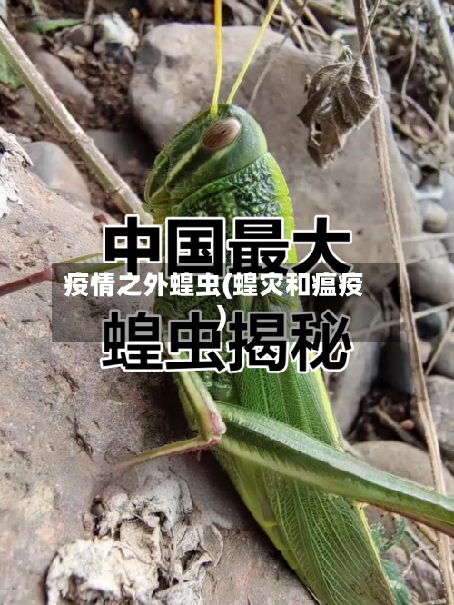 疫情之外蝗虫(蝗灾和瘟疫)-第1张图片