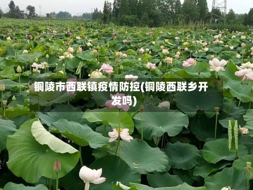 铜陵市西联镇疫情防控(铜陵西联乡开发吗)-第1张图片