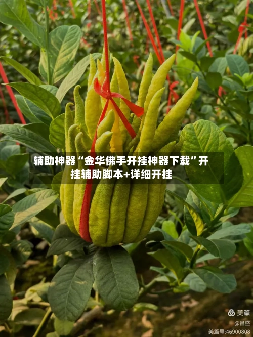 辅助神器“金华佛手开挂神器下载”开挂辅助脚本+详细开挂-第3张图片