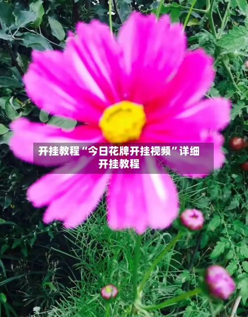 开挂教程“今日花牌开挂视频”详细开挂教程-第2张图片